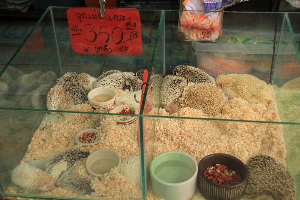 491