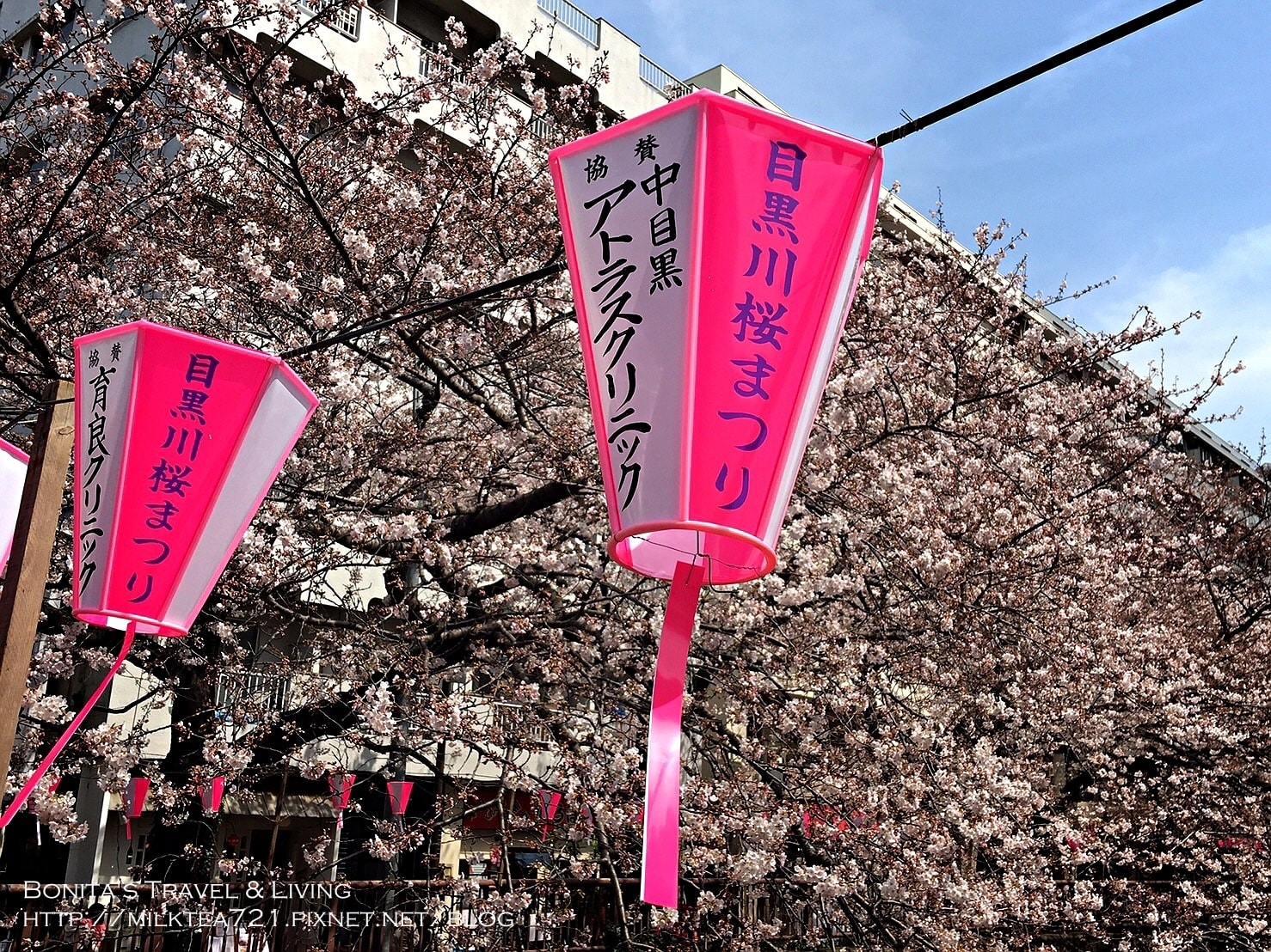 中目黑賞櫻24.jpg