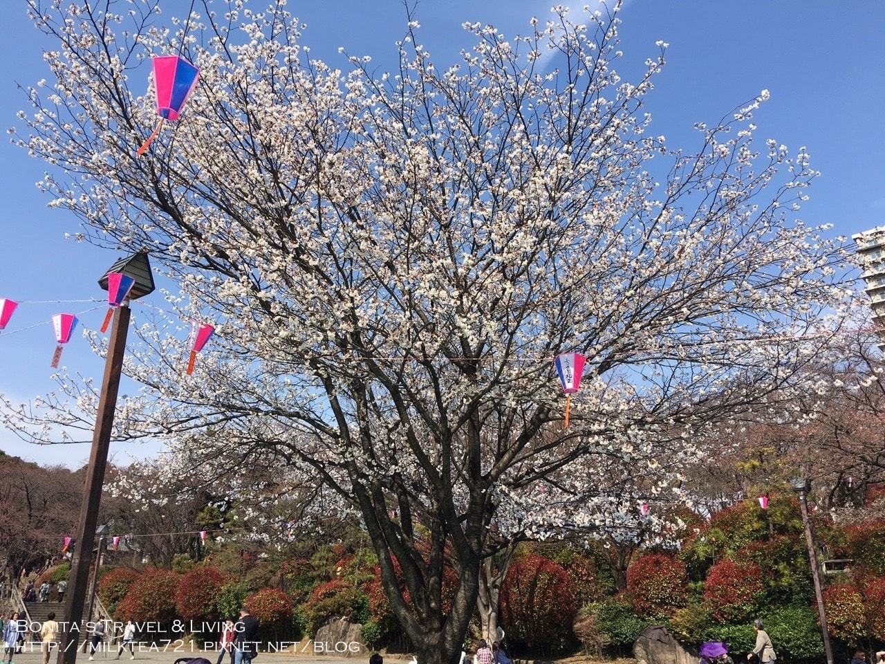 都電荒川線55.jpg