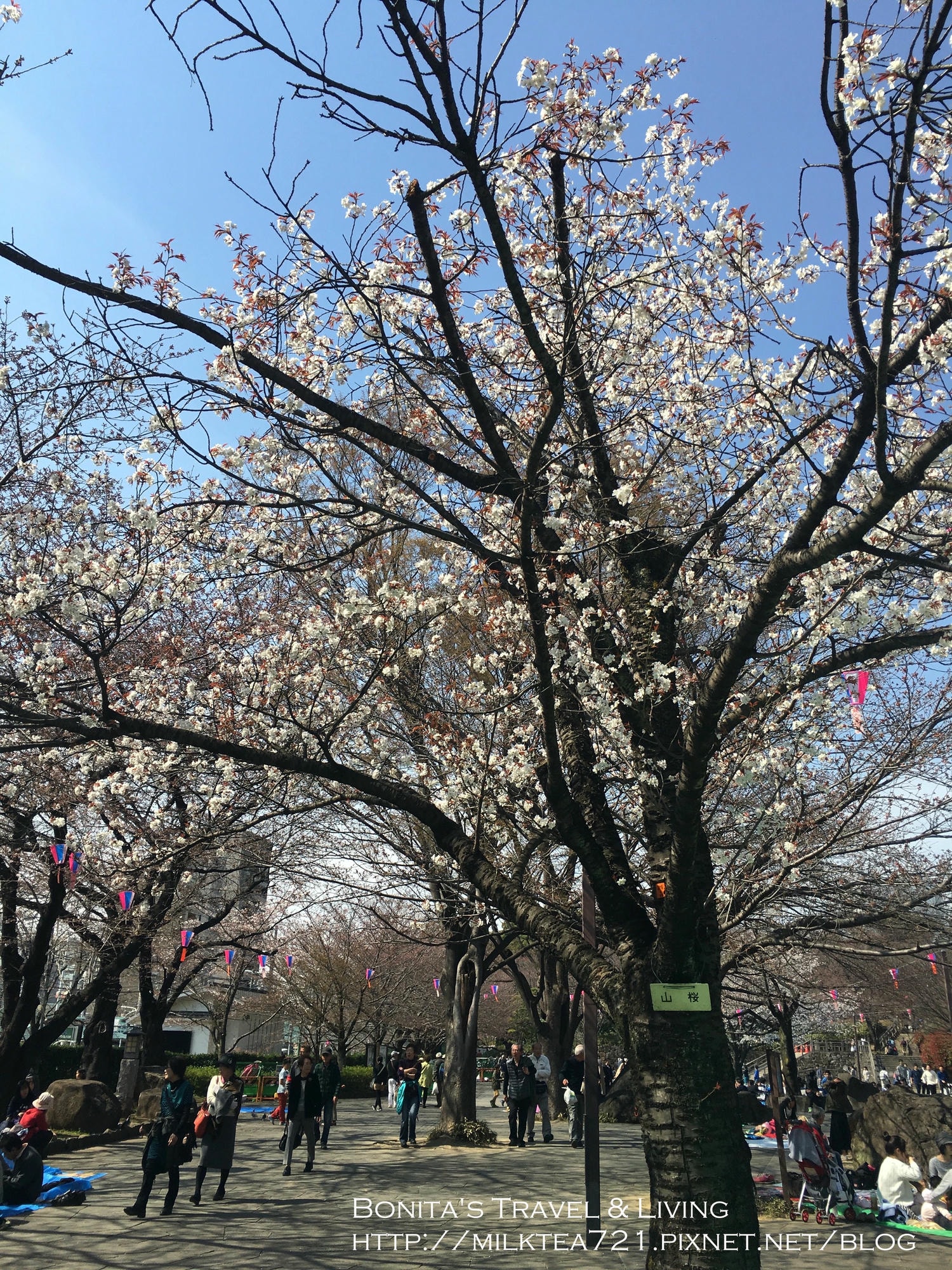 都電荒川線44.jpg